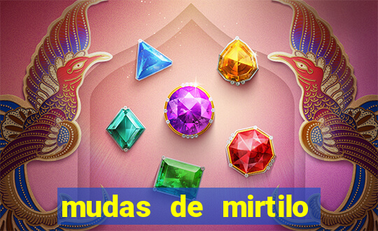 mudas de mirtilo em porto alegre