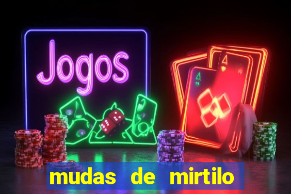 mudas de mirtilo em porto alegre