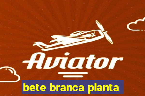 bete branca planta