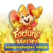 aconpanhantes xaxim