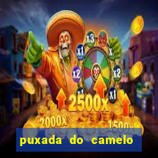 puxada do camelo no jogo do bicho