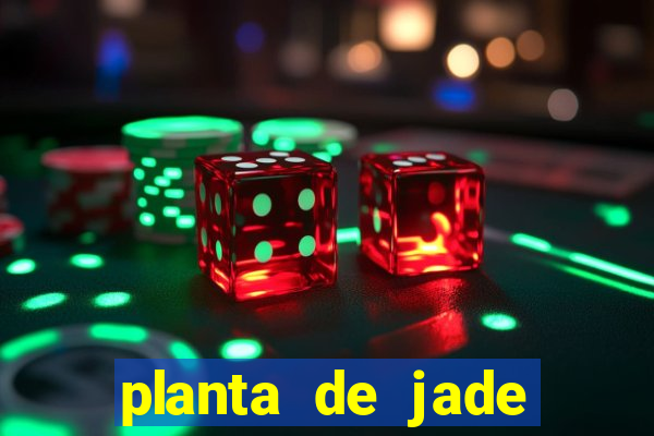 planta de jade significado espiritual