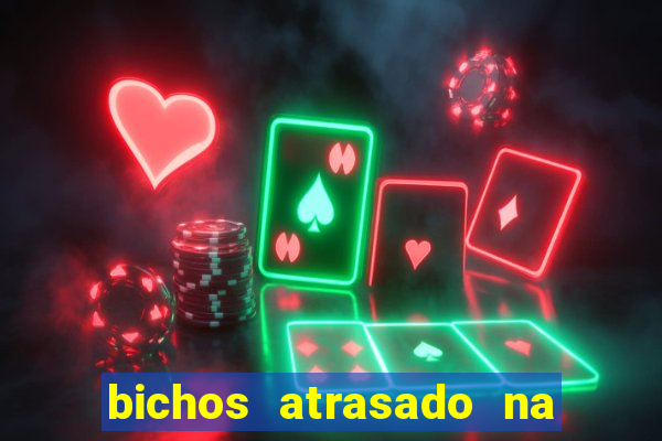 bichos atrasado na loteria dos sonhos